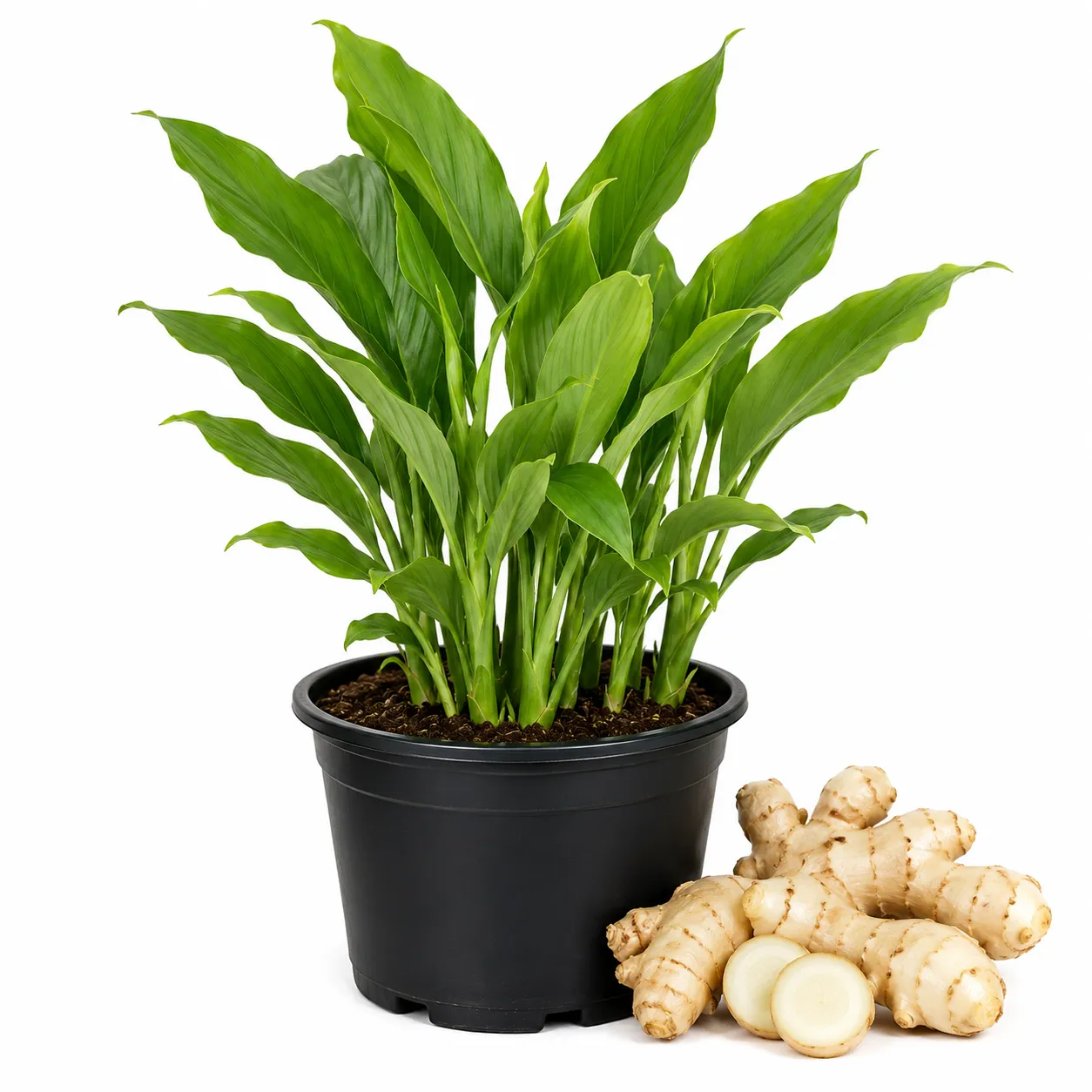 White Turmeric