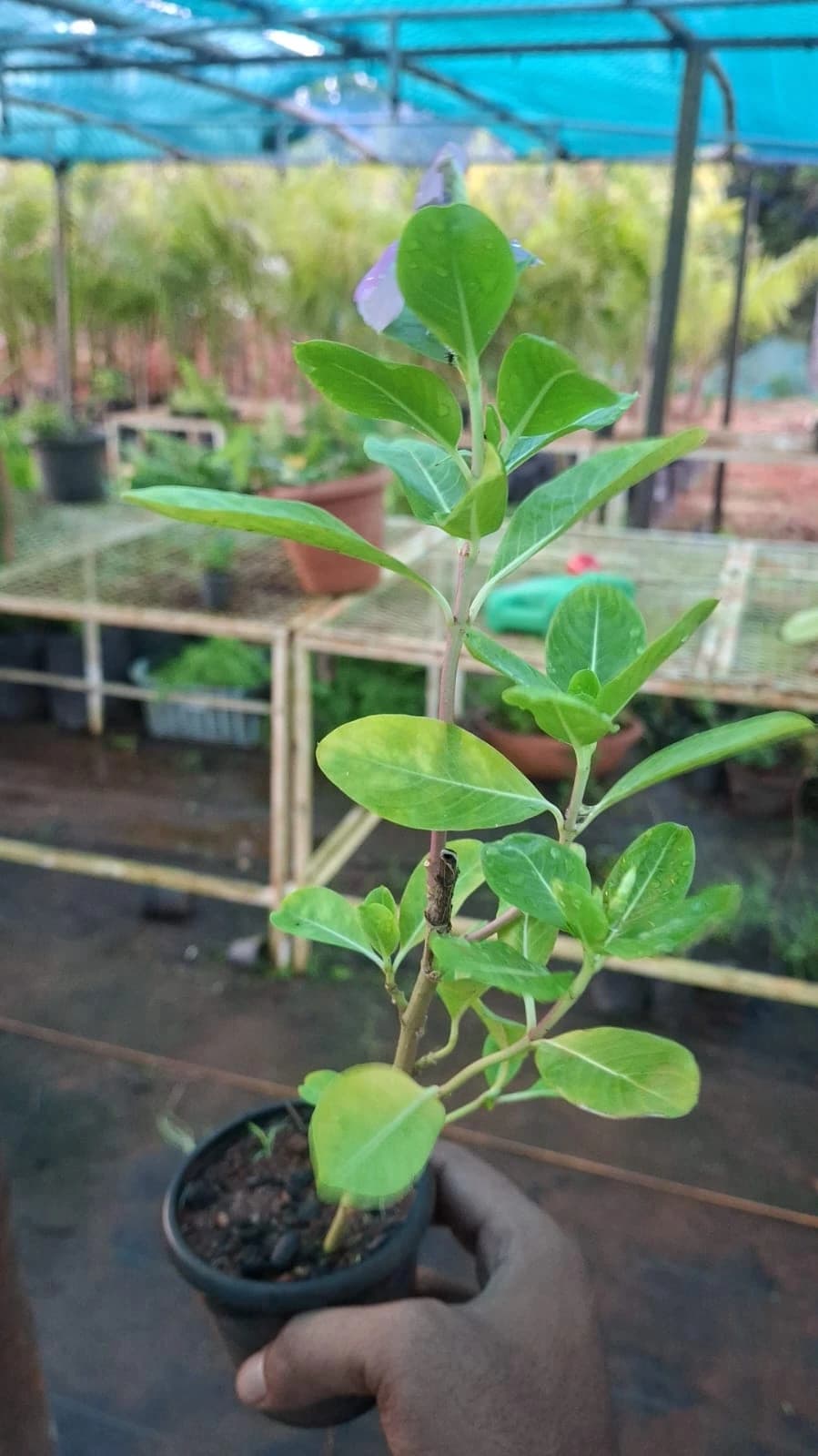 Vinca Rosea thumbnail 2