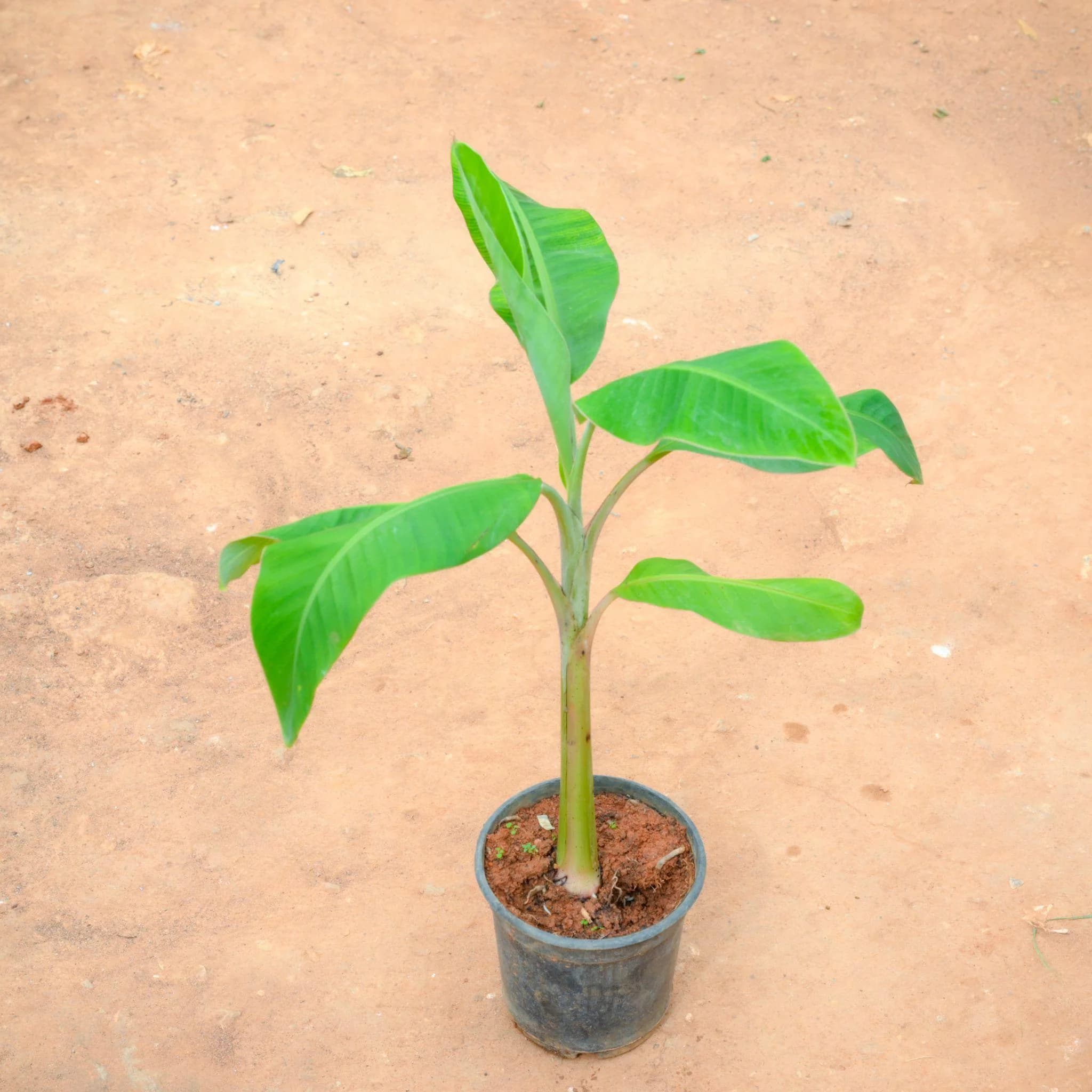 Mayalacian Banana