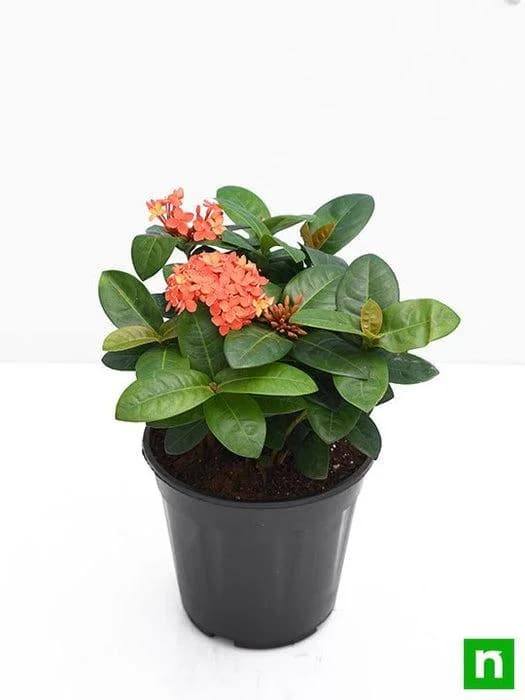 Sandal Ixora Plant