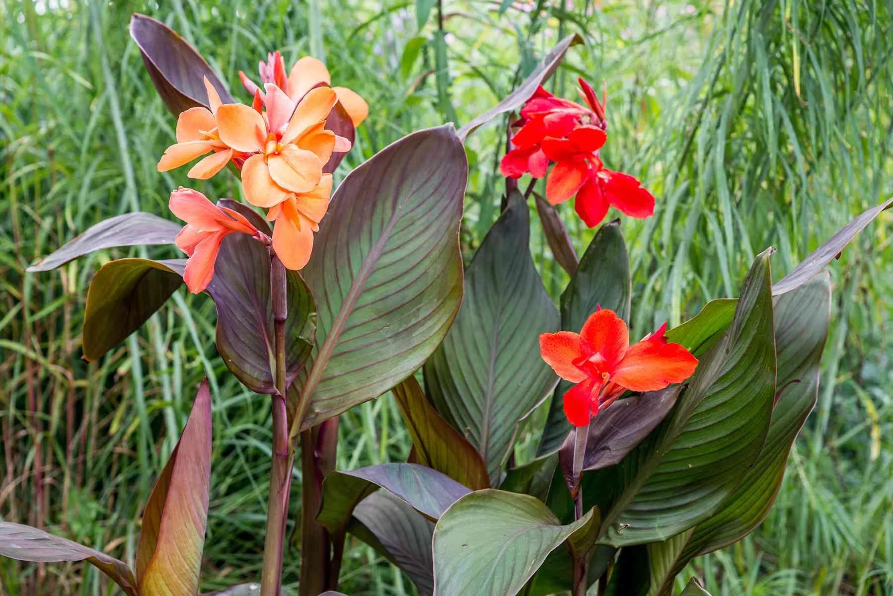 Canan Plant