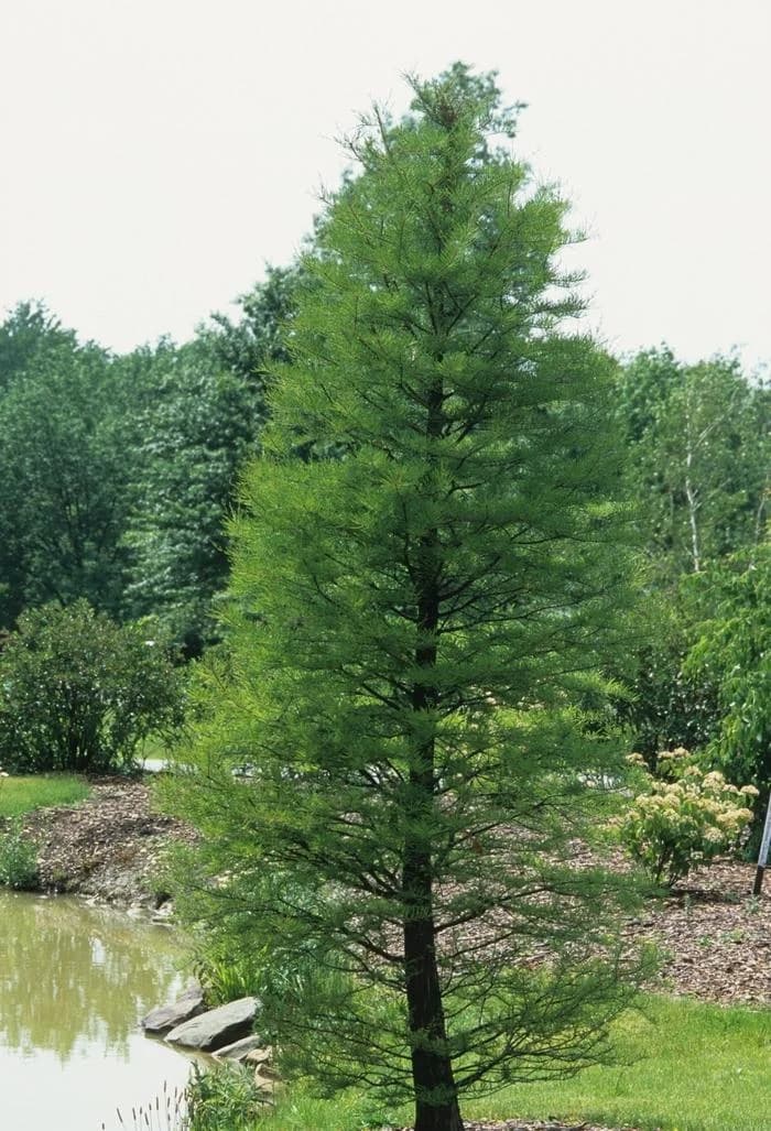Water Cypress Plant